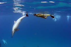 Swim with Dolphins.jpg